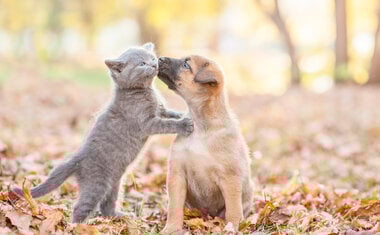 Imagem de destaque para Como os animais beneficiam diretamente a saúde de seus donos?